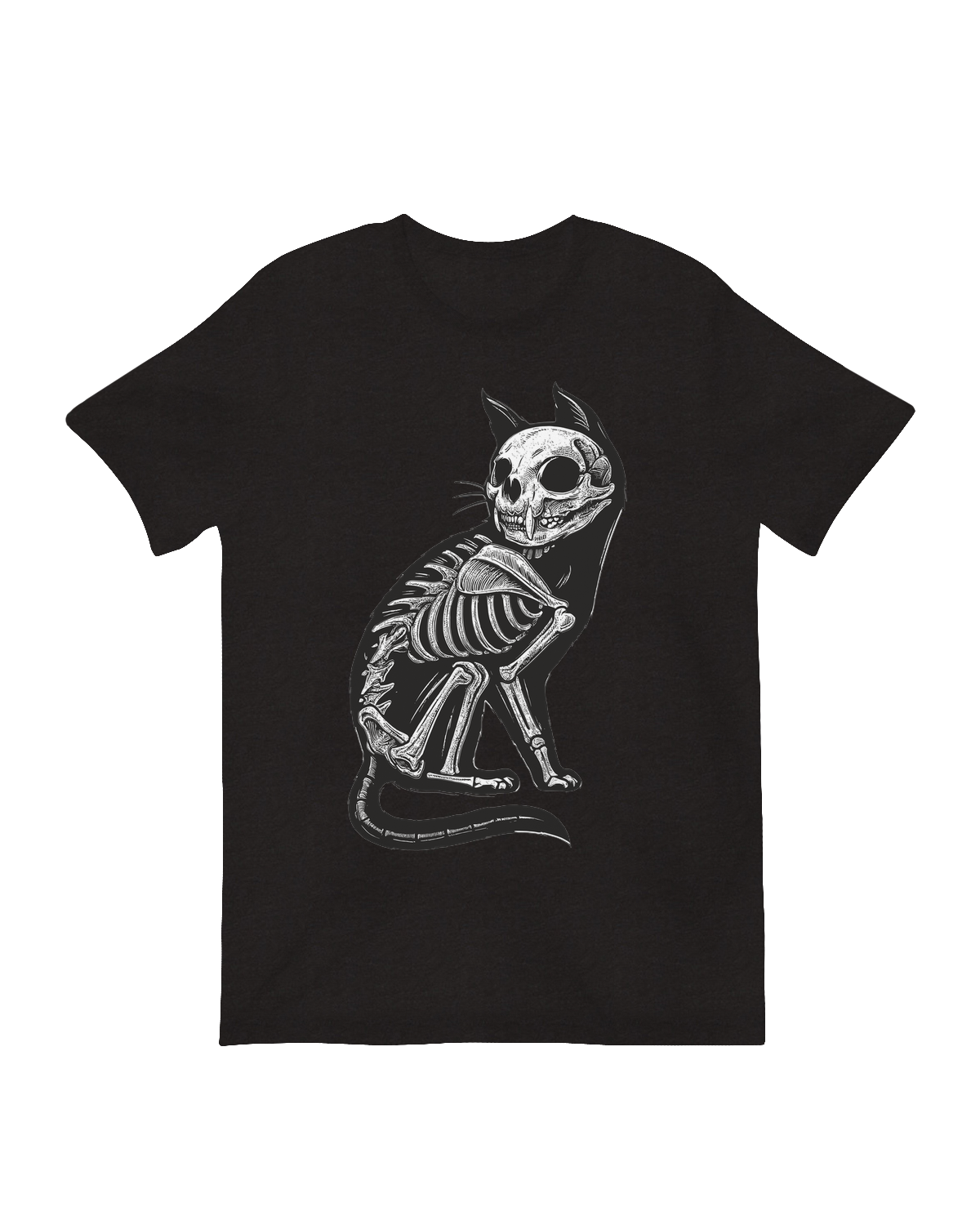 Educational animal skeleton anatomical decor